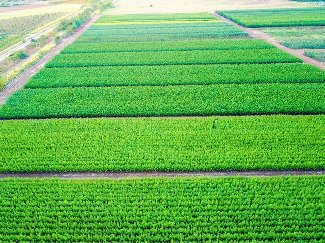 Koumtsidis Plant Nurseries