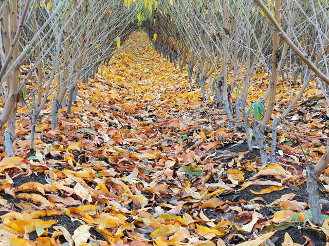 Koumtsidis Plant Nurseries