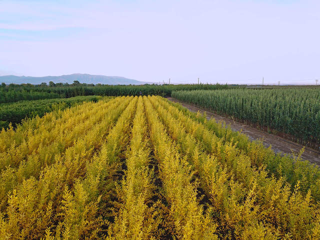 Koumtsidis Plant Nurseries