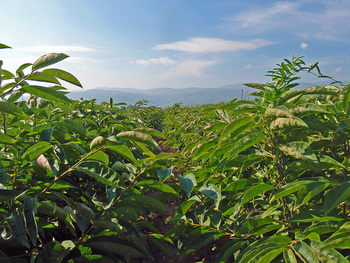 Koumtsidis Plant Nurseries